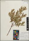 Foto von Salix maccalliana Rowlee